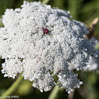 Wild carrot