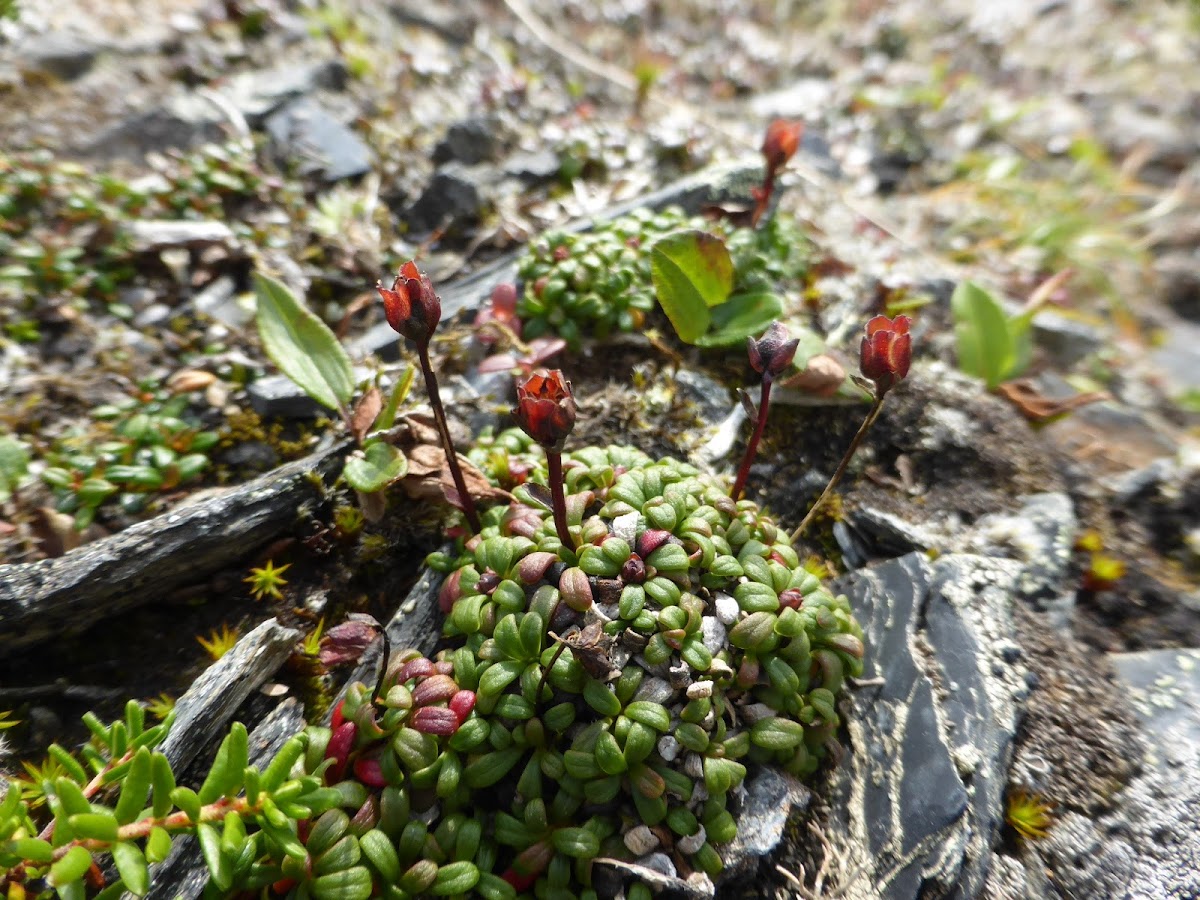 Pincushion Plant