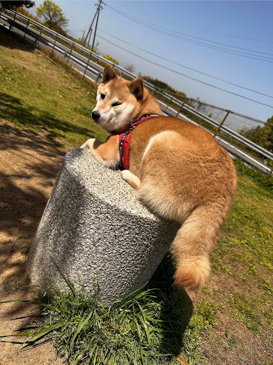 ロードスターのおちり～🍑・柴犬ゆめちゃんに関するカスタム事例の投稿画像3枚目