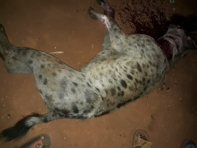 The carcass of the hyena killed by locals after mauling to death an 80-year-old granny in Kajire Village, Voi subcounty on Saturday.