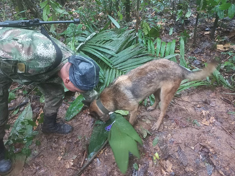 A soldier and a dog take part in a search operation for child survivors from a Cessna 206 plane that had crashed in the jungle more than two weeks ago, in Caqueta, Colombia May 17, 2023.