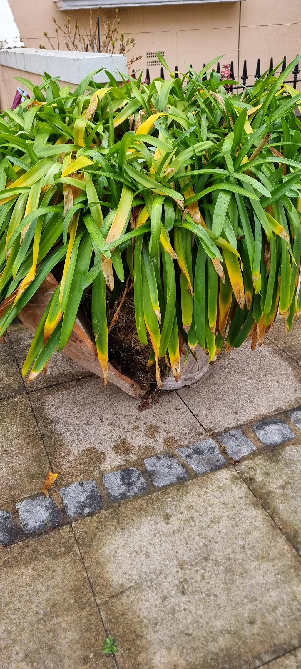 Album cover: Replanting this beautiful 10 years old agapanthus 