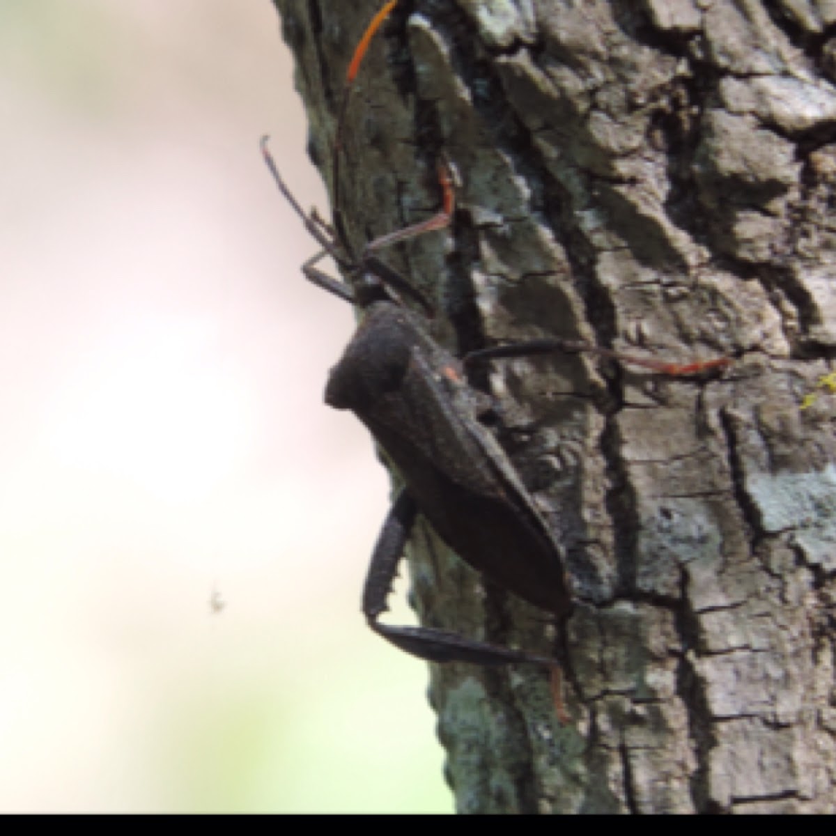 Leaf-footed Bug