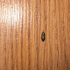 Carpet Beetles