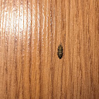 Carpet Beetles