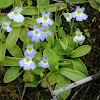 Butterwort