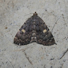 Common Idia