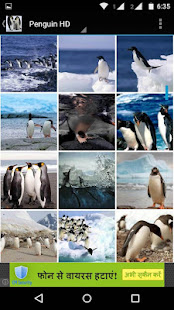 Penguin Wallpaper HD(圖5)-速報App