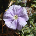 Convolvulus hystrix