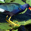 Purple Gallinule