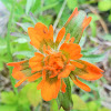 Indian Paintbrush