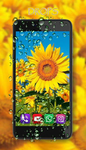 Sunflowers live wallpaper