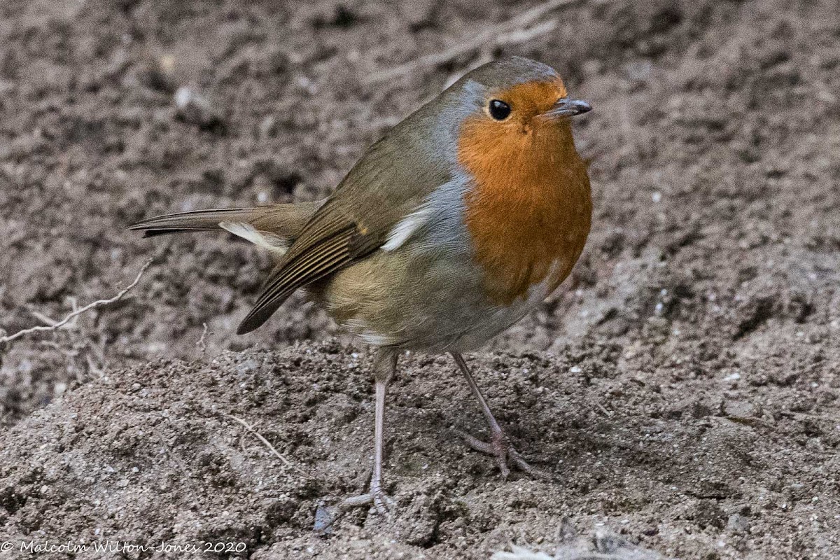 Robin