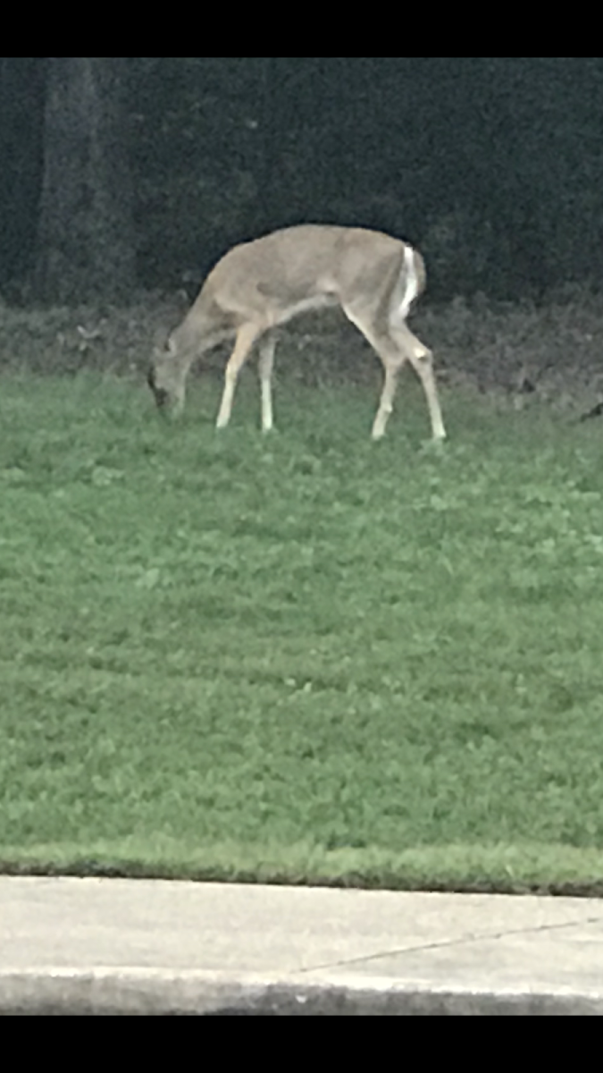 White-tailed Deer