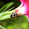 14-spotted Ladybird