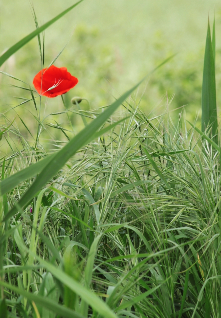 Solitario in rosso...... di Inouk