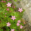 Slender Centaury (Κενταύριο το οξύφυλλο)