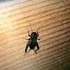 Field Cricket