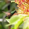 Blue-tailed Hummingbird