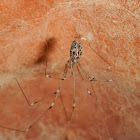 Marbled cellar spider