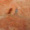 Marbled cellar spider