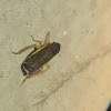 Leafhopper