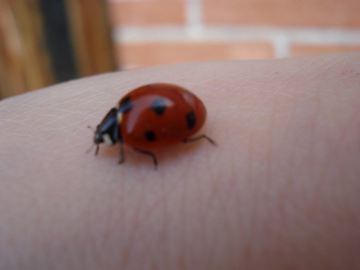 La coccinella di mumina