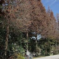 菁芳園 Tenway Garden／花園餐廳／落羽松