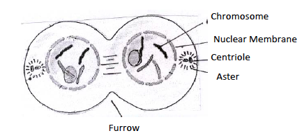 ICSE Class 10 Biology Qs Paper 2019 Solution-13