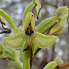 Toothpetal False Rein Orchid