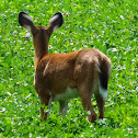 White-tailed Deer