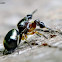 Hairy-armed Jumper ♀