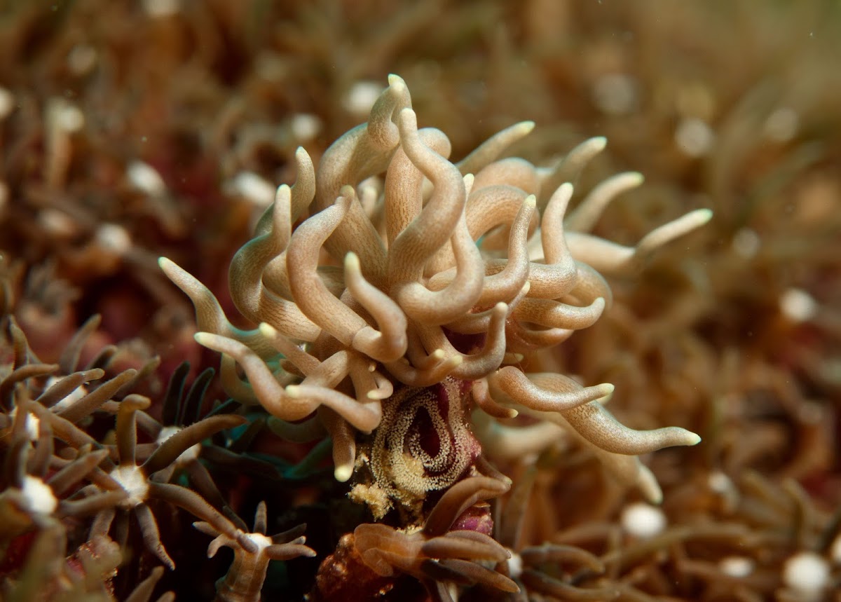 Phyllodesmium Nudibranch