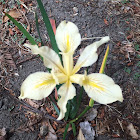 Fernald's Iris