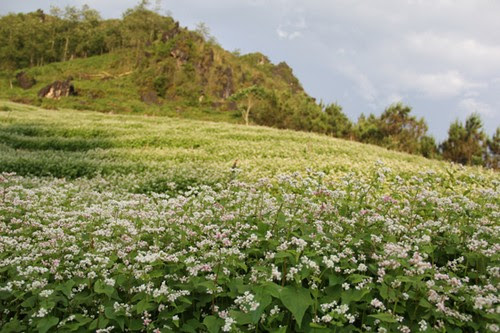 Núi Hàm Rồng Sapa có vườn hoa tam giác mạch 2