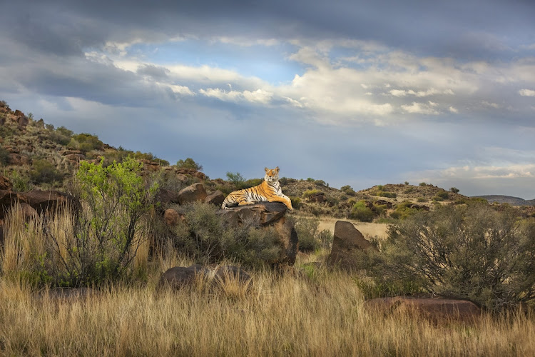 One of Tiger Canyon's resident tigers. The reserve is one of the few places where you can see these big cats roaming free outside their native Asia.