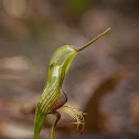 Bird Orchid