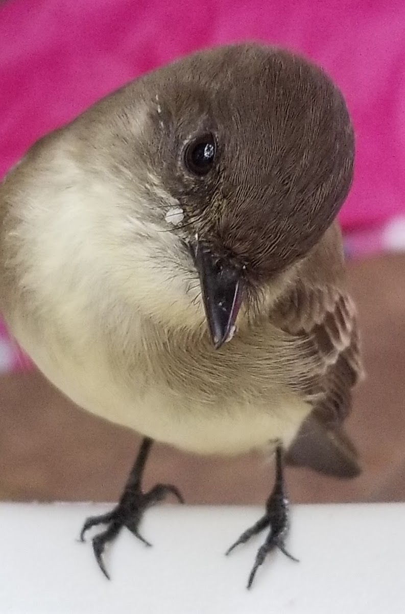 Eastern Phoebe