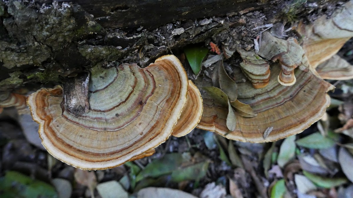 False Turkey Tails