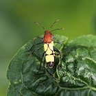 Longhorn Beetle