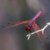 Scarlet Dragonfly