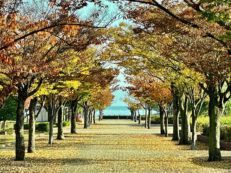 A6 セダンのAudiのある生活・紅葉と愛車・Audiと美しい風景・アウディのある風景・紅葉に関するカスタム事例の投稿画像3枚目