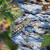 Coast Range Fence Lizard