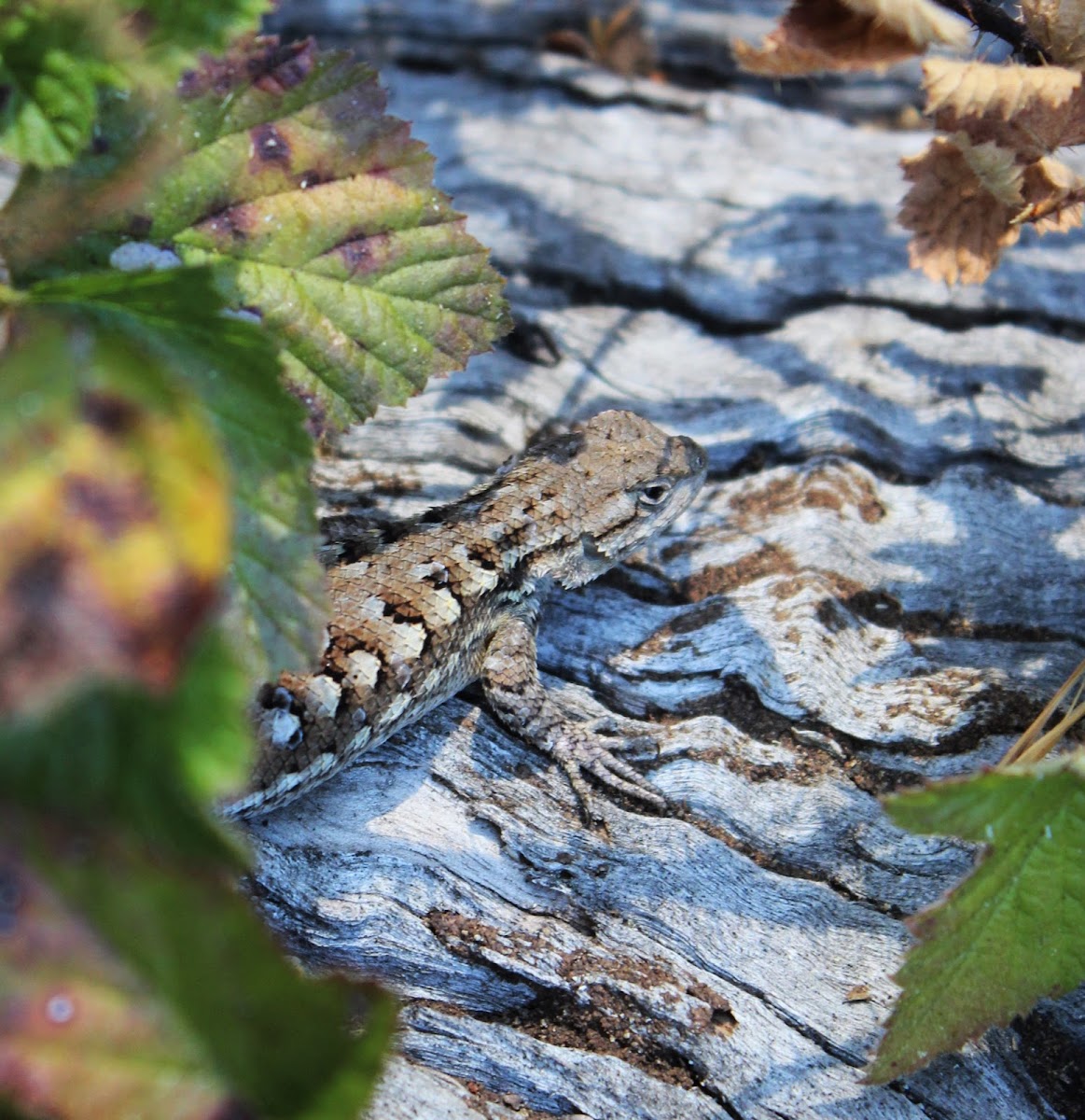 Coast Range Fence Lizard