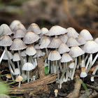 Mycena sp