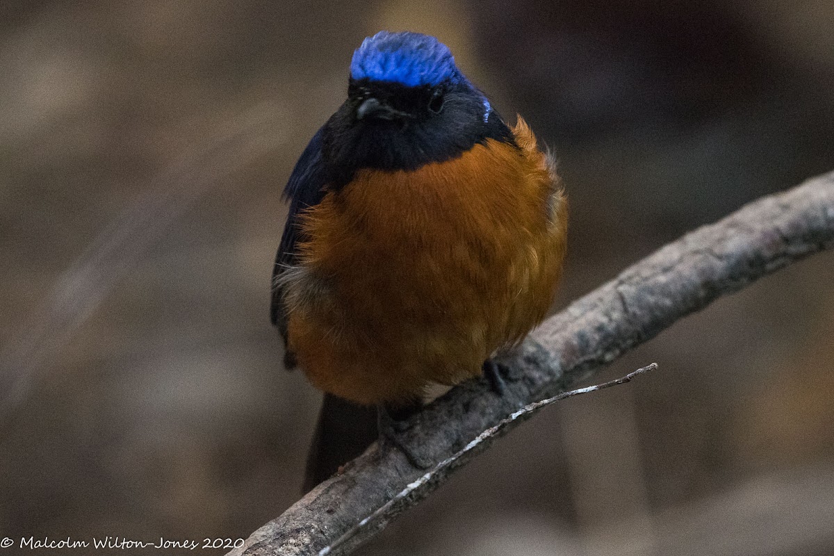 Rufous-bellied Niltava