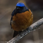 Rufous-bellied Niltava