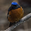 Rufous-bellied Niltava