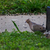 Mourning dove