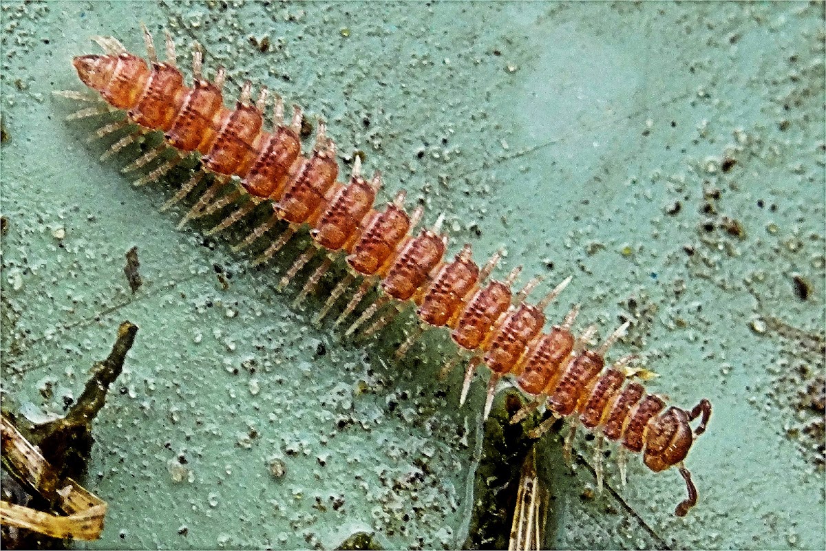 Flat-backed Millipede